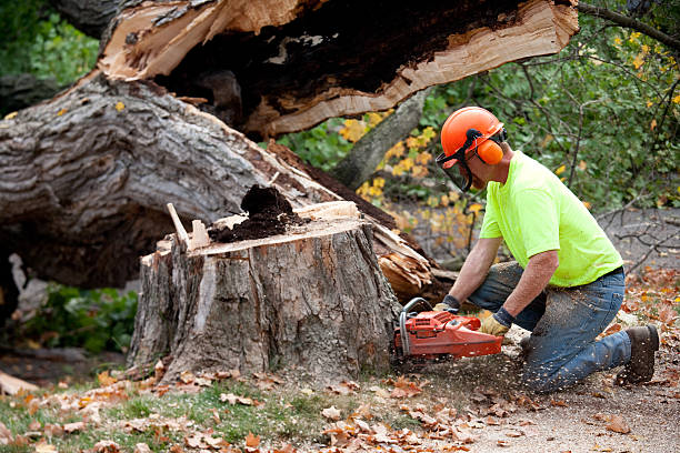 Leaf Removal in Somerton, AZ